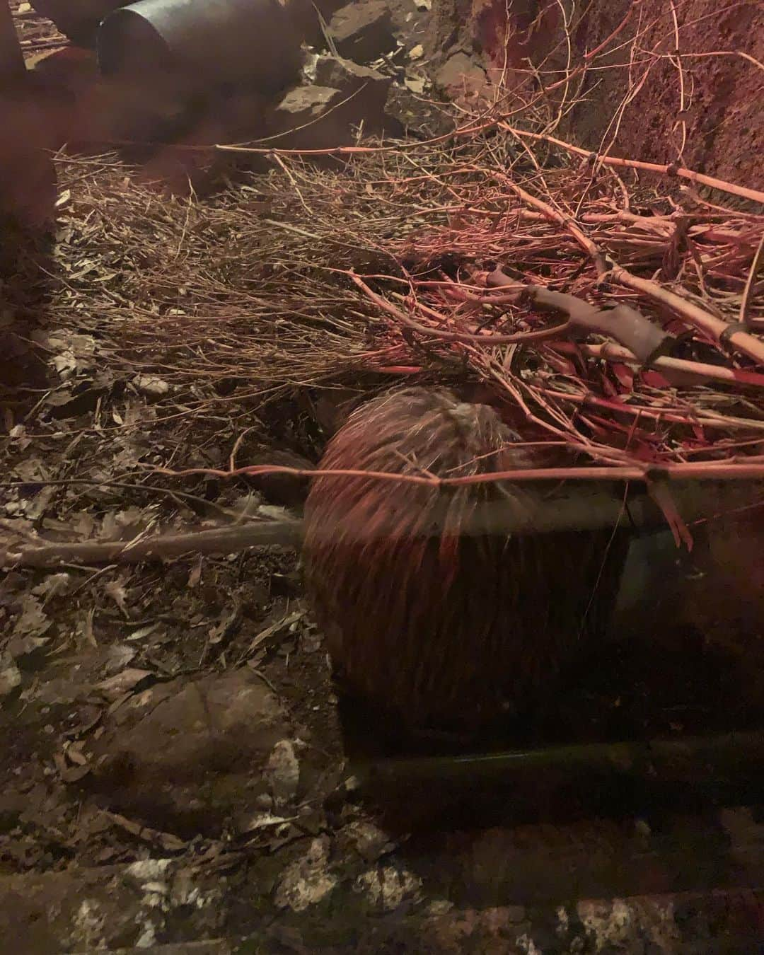 平井まさあきさんのインスタグラム写真 - (平井まさあきInstagram)「天王寺動物園、キーウィしてきました こちらを全く向いてくれなーウィ」10月26日 19時23分 - hirai.swing