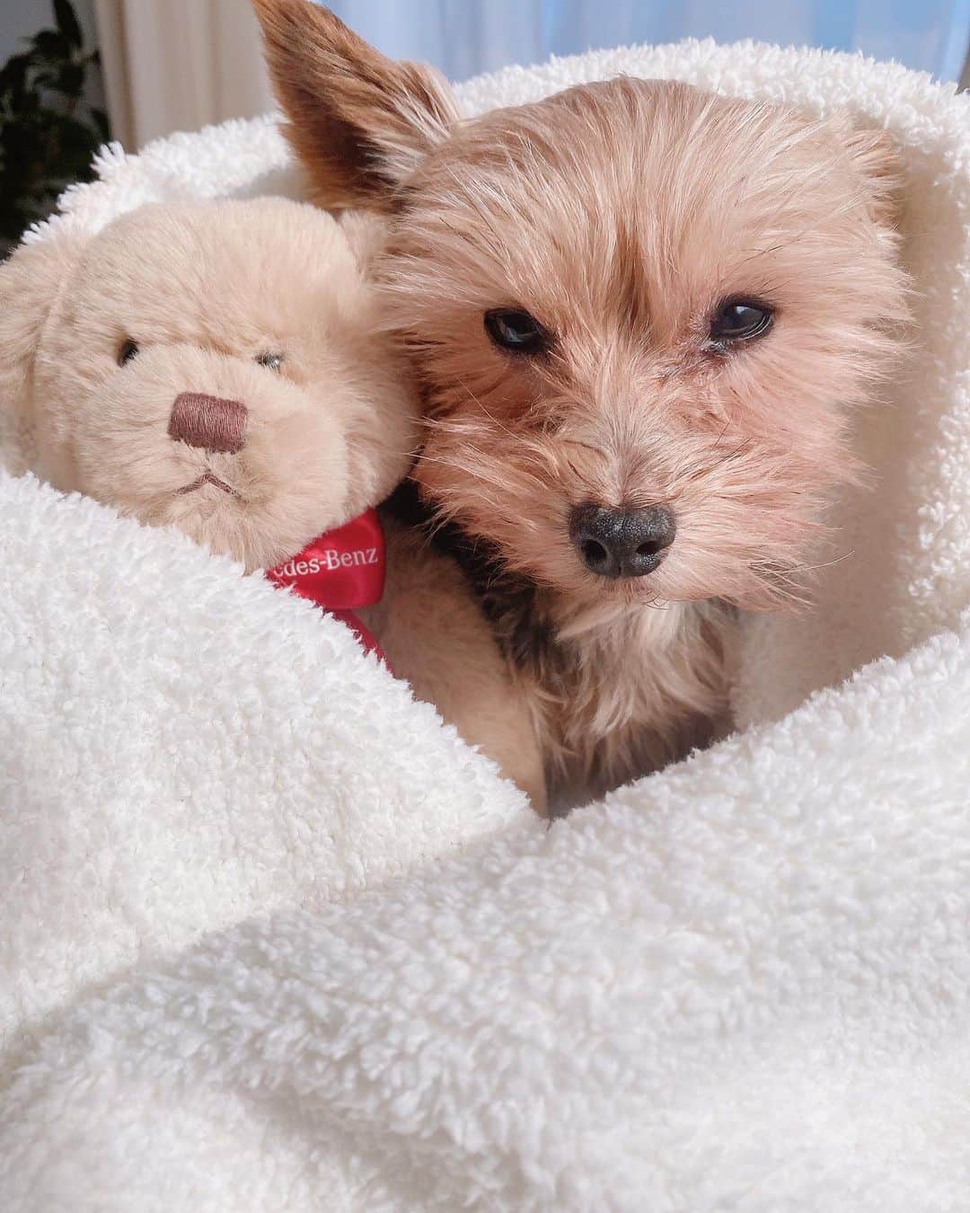 ririのインスタグラム：「わんこちゃんたちも寒いのは 嫌いみたいだね😹😹😹  今朝はまだ寝かせてぇ😪と 寝ぼけてました🐶  リボンの寝顔も寝息も 最高だよ🥲🧡  #love #dog #yorkie #ヨーキー」