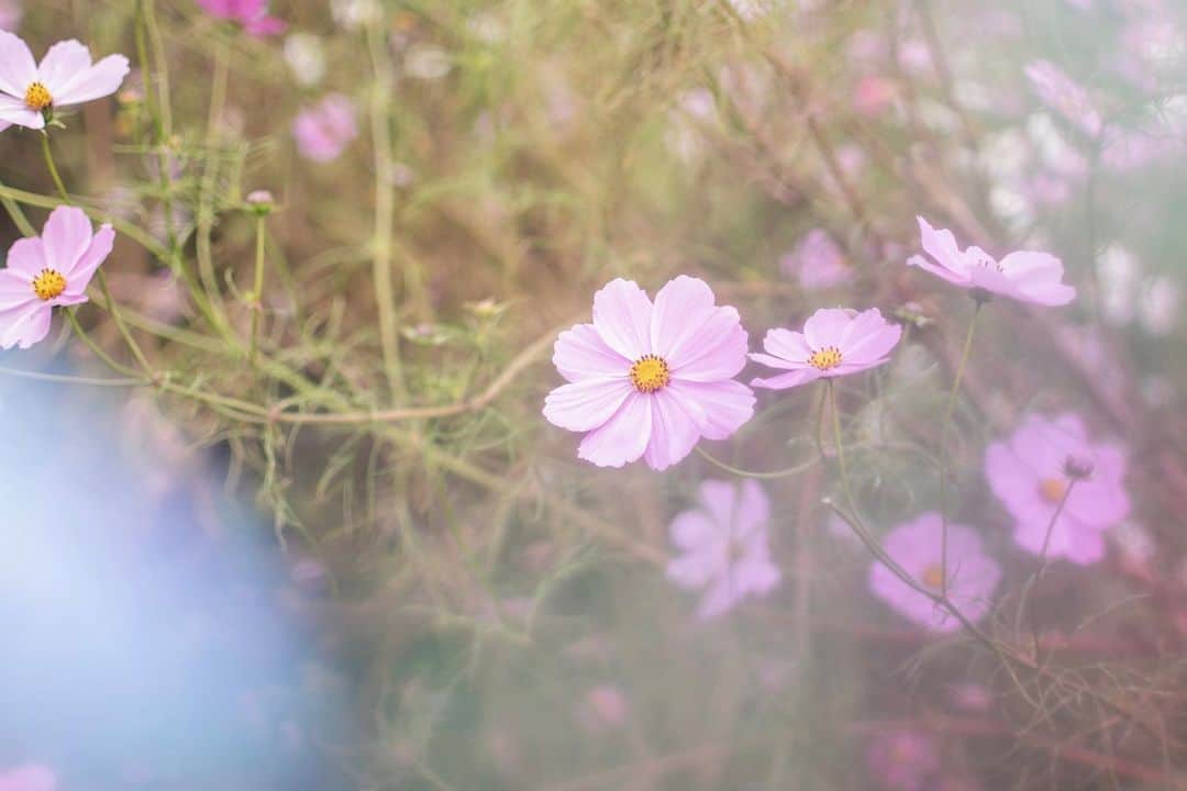 指出毬亜のインスタグラム