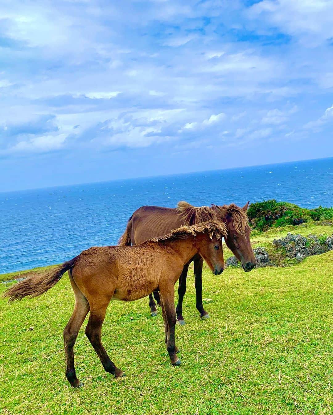坂口莉果子さんのインスタグラム写真 - (坂口莉果子Instagram)「どこを切り取っても絵になる美しい島だった🏝  📍与那国島 ・ ・ ・ #japan #okinawa #yonaguni #beautifulview #beach #travelreels #horses #summer #japanesegirl  #沖縄 #海 #旅行 #夏 #日本 #沖縄旅行 #instagood #水着コーデ #馬 #乗馬 #ヨナグニウマ  #ちまんま広場 #ナーマ浜 #六畳ビーチ #四畳ビーチ #海底遺跡 #与那国島 #日本最西端 #日本最西端の島 #女子旅 #ダンヌ浜」10月26日 22時54分 - rikakosakaguchi