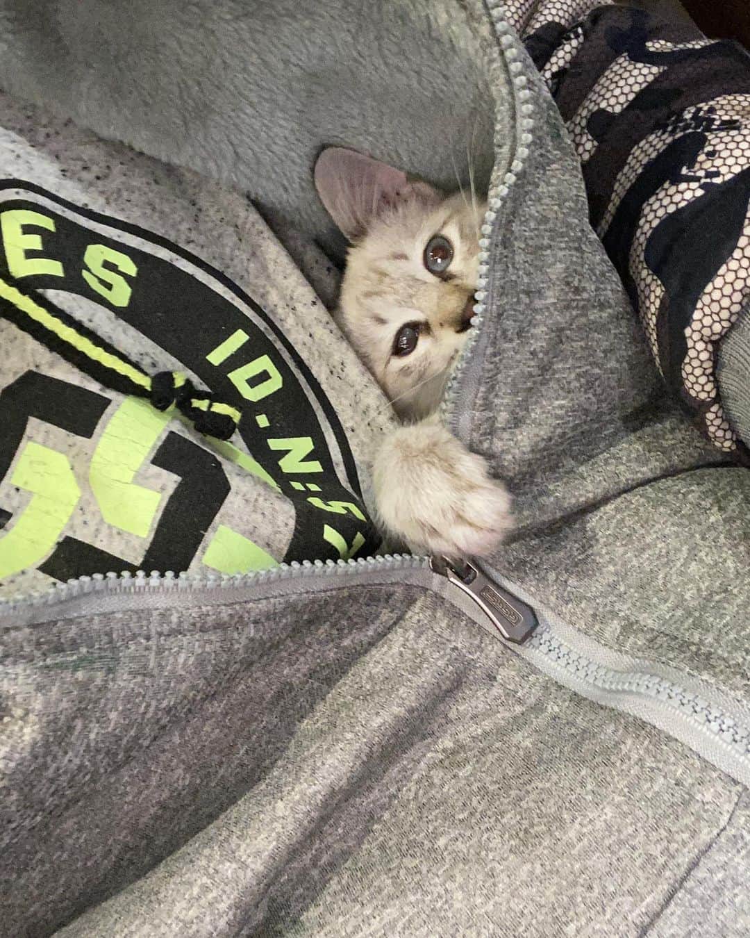 国沢一誠のインスタグラム：「元気に大きく育っております^ - ^ #BOKURANOTE #猫 #可愛い #癒し #國澤家」