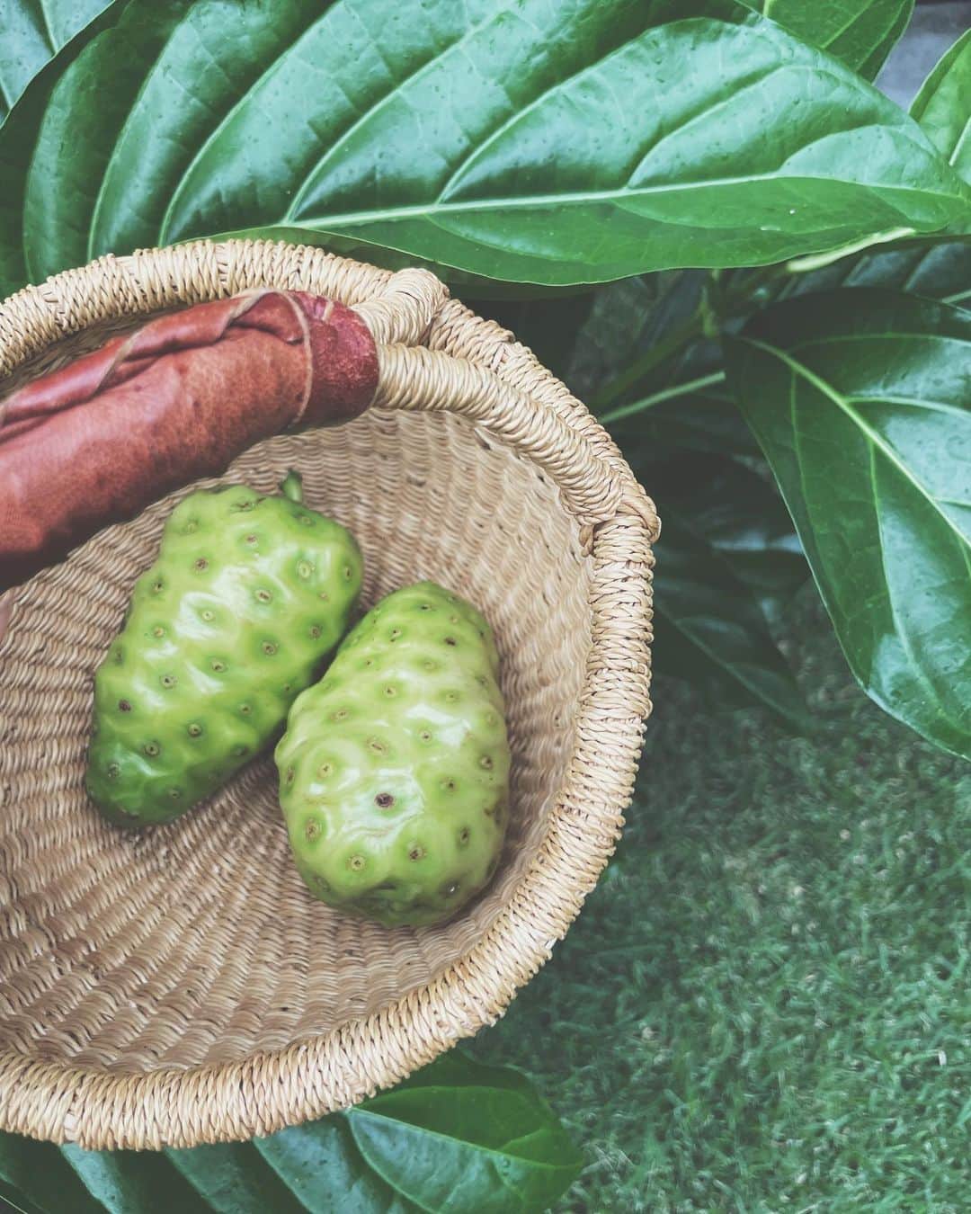 吉川ひなののインスタグラム：「ハワイに引っ越してきてから自然と共に暮らすようになって、植物に魅了され続けてる💚  写真の実はNoniといって、これがまたすっごい効能を持った奇跡の植物✨ （奇跡だと思う植物は他にもたくさんある♡）  このNoniは、ハーブの王様と言われていてジュースを飲んだりお肌に塗布したりできるんだけど、でも、香りがすごく特徴的で。わたしはその香りすら愛しているけど、子どもたちはあまり好きじゃなさそうな顔をしてた。  ある日わたしは、苗木を自分の家の庭に植えたの。 それを見た長女が、きゃー！ママがとうとうNoniを！！しかもこの木が大きくなったら、わたしの部屋の窓が一番近い位置😱 と絶句してた。 （窓からは離れているんだけど、窓の高さまで木が大きくなったら実のくさいにおいが自分の部屋にしてきちゃうかもしれないじゃん、的なこと。位置的に多分それはないんだけど。）  そんな娘の心配をよそにNoniはぐんぐん成長してついに実もなり始めたころ、娘が学校帰りに興奮気味に話してきてくれた。  ママ！今日ね、学校のライブラリーで植物の本を読んでいたの。そこにはNoniも載っていて、わたしは夢中になって読んだの。 Noniがこんなに素晴らしい植物だって知らなかった！ママが、Noniはすごいんだよ♡ママは大好きだよ♡とお肌に塗ったりしていたから、ママが言うんだからすごくいいものなんだろうな、とは思っていたの。でも、なにも知らなかったから、すごくいいんだろうけど変なにおいのするもの、としか思ってなかったの。 でも今日その考えがガラッと変わったの。ママ、うちのお庭にNoniを連れてきてくれてありがとう♡早く実がもっと大きくなって、収穫するのが待ちきれない！  と🥰  わたしはなんだかすーーーごく嬉しかった♥️  という、ただそれだけのお話しでした。 聞いてくれてありがとう😝🙏🏻🤍🤍」