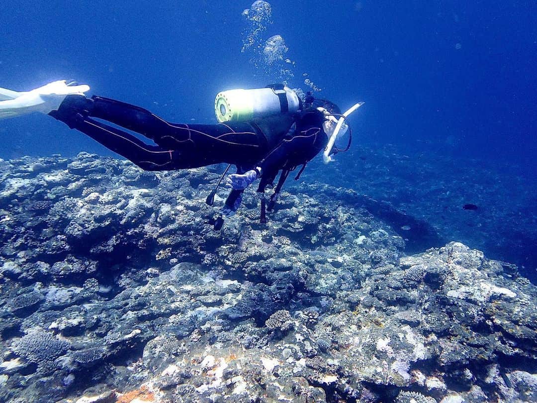 山崎みどりさんのインスタグラム写真 - (山崎みどりInstagram)「宮古島diving🤿  POINT サプライズホール  本当に綺麗でサプライズなダイビングポイントだった✨✨  ──────────────────────────  ──────────────────────────  #宮古島#宮古島ダイビング#ダイビング#diving#🤿#🛥#miyakoisland #miyakojima #diver #洞窟#sunshine #海中#珊瑚#🪸#サンゴ#coral#coralreef  #🐠#🐟#🐡#🤿#ダイビングショップ#ダイバー#ダイバー女子 #海好きな人と繋がりたい #海好き」10月27日 22時00分 - midori_yamasaki_