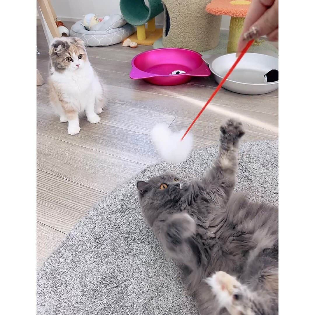 あみかさんのインスタグラム写真 - (あみかInstagram)「2人ともまだ赤ちゃんだね かわいい♡ #愛猫」10月27日 13時30分 - amika_tanaka0429