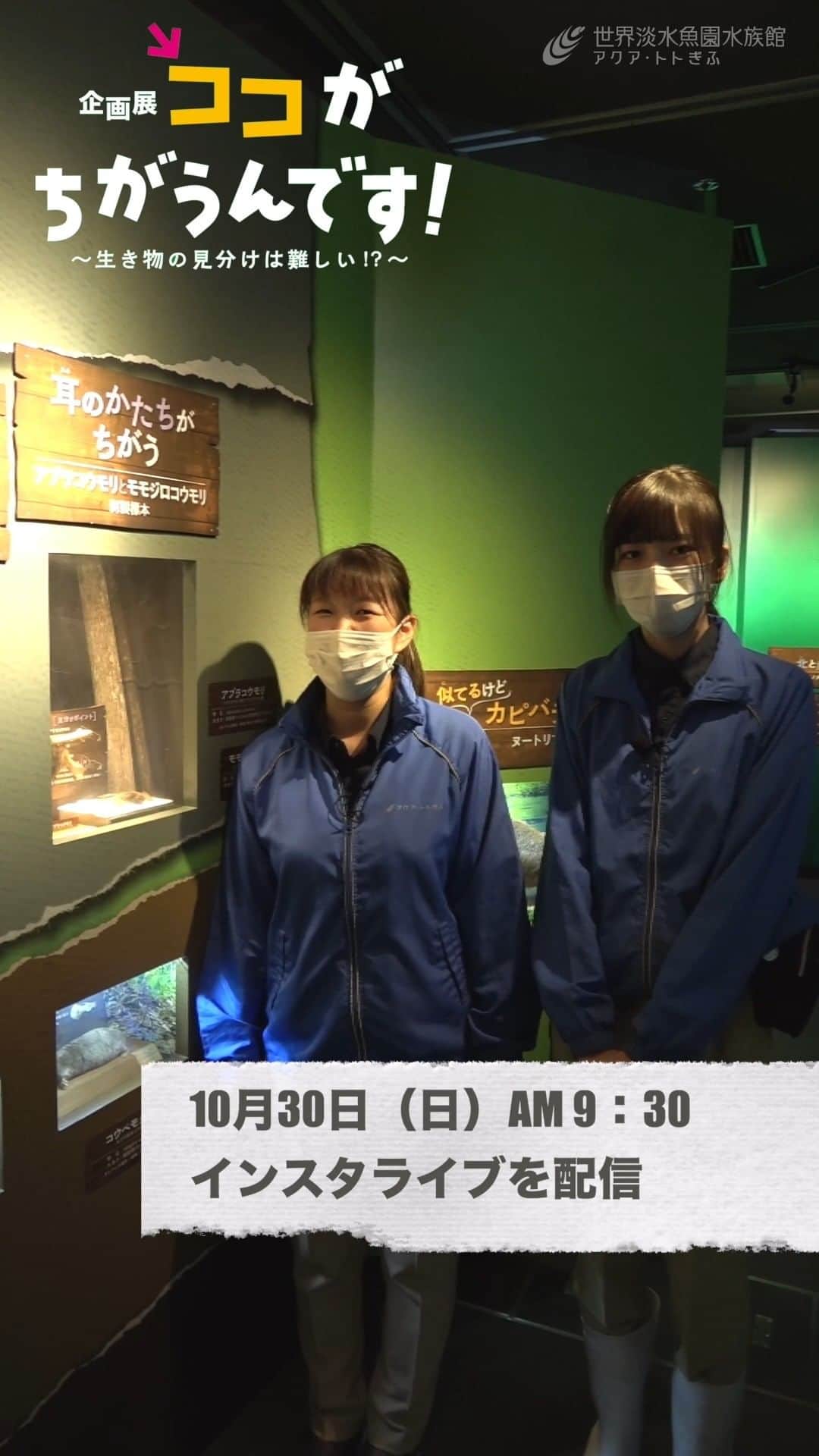 世界淡水魚園水族館 アクア・トト ぎふのインスタグラム：「再度のお知らせ  10月30日（日）の午前9時30分から、企画展「ココがちがうんです！～生き物の見分けは難しい！？～」のインスタライブを行います。  今回はネズミやモグラ、コウモリの仲間の見分け方を紹介します。  先ほどリハーサルを行い、着々と準備を進めています。  初めての朝開催、ぜひご覧ください！  #アクアトト #水族館 #企画展 #ココがちがうんです #オアシスパーク #河川環境楽園」