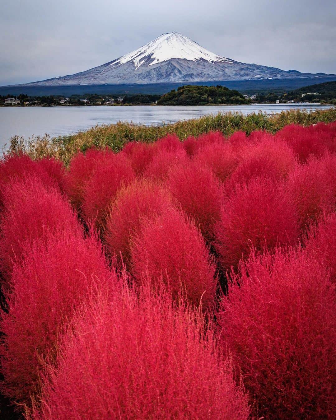 SHOCK EYEさんのインスタグラム写真 - (SHOCK EYEInstagram)「紅葉のコキアと青と白の冠雪した富士山のコンビが本当に美しい🙏✨  最近、富士山の写真ばかりを連投してるね😅 しょうがないよ、めちゃくちゃ好きなんだよね。 皆はどう？🗻✨  #富士山 #fujisan #fujiyama #mtfuji」10月27日 19時10分 - shockeye_official
