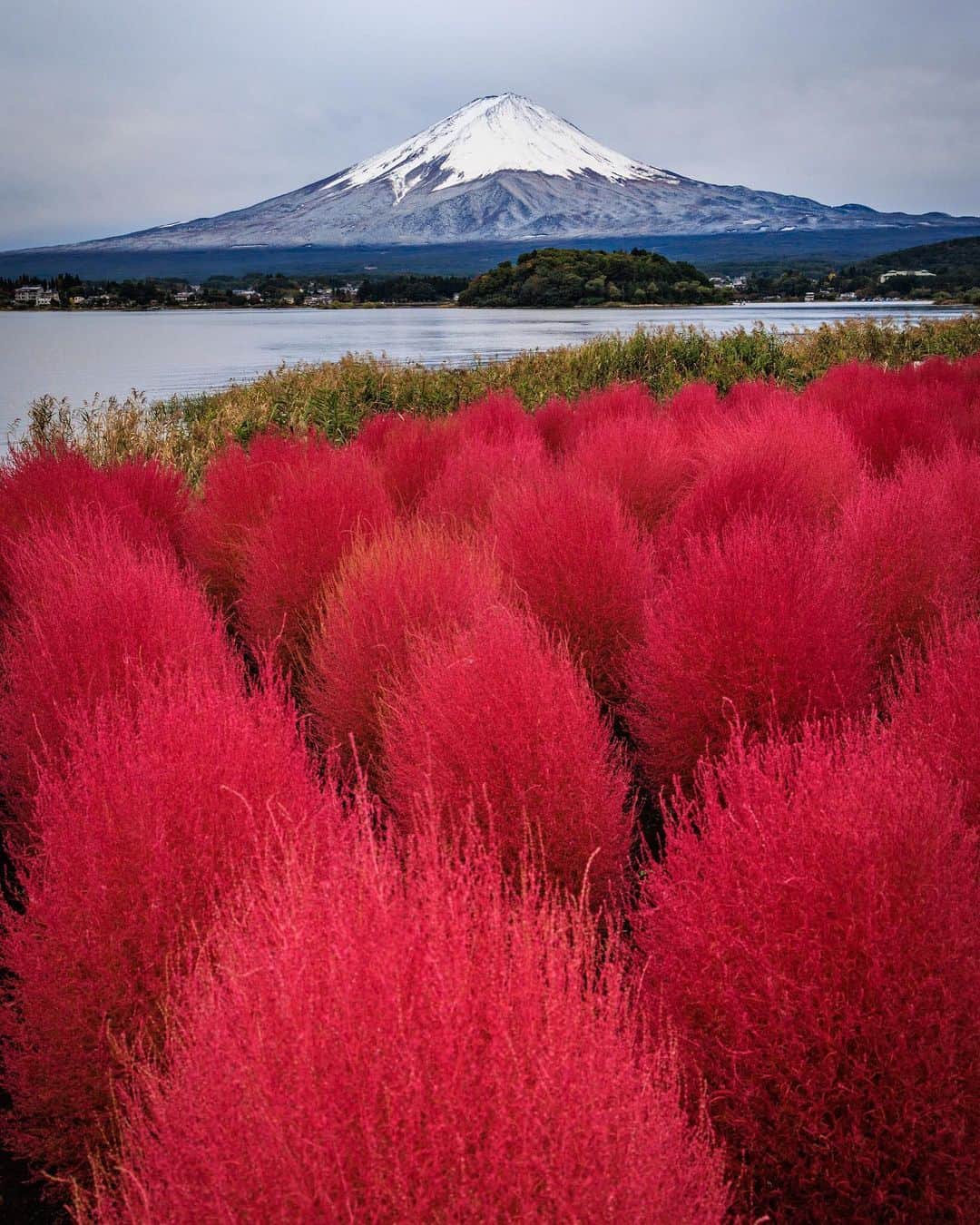 のインスタグラム：「紅葉のコキアと青と白の冠雪した富士山のコンビが本当に美しい🙏✨  最近、富士山の写真ばかりを連投してるね😅 しょうがないよ、めちゃくちゃ好きなんだよね。 皆はどう？🗻✨  #富士山 #fujisan #fujiyama #mtfuji」