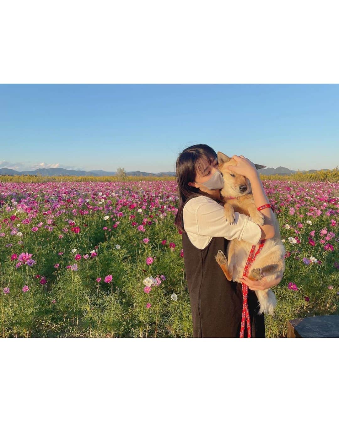 瀧野由美子のインスタグラム：「. あんことコスモス畑 🌷  #STU48 #瀧野由美子 #コスモス #コスモス畑  #犬 #雑種犬 #保護犬 #あんこ  #いぬすたぐらむ」