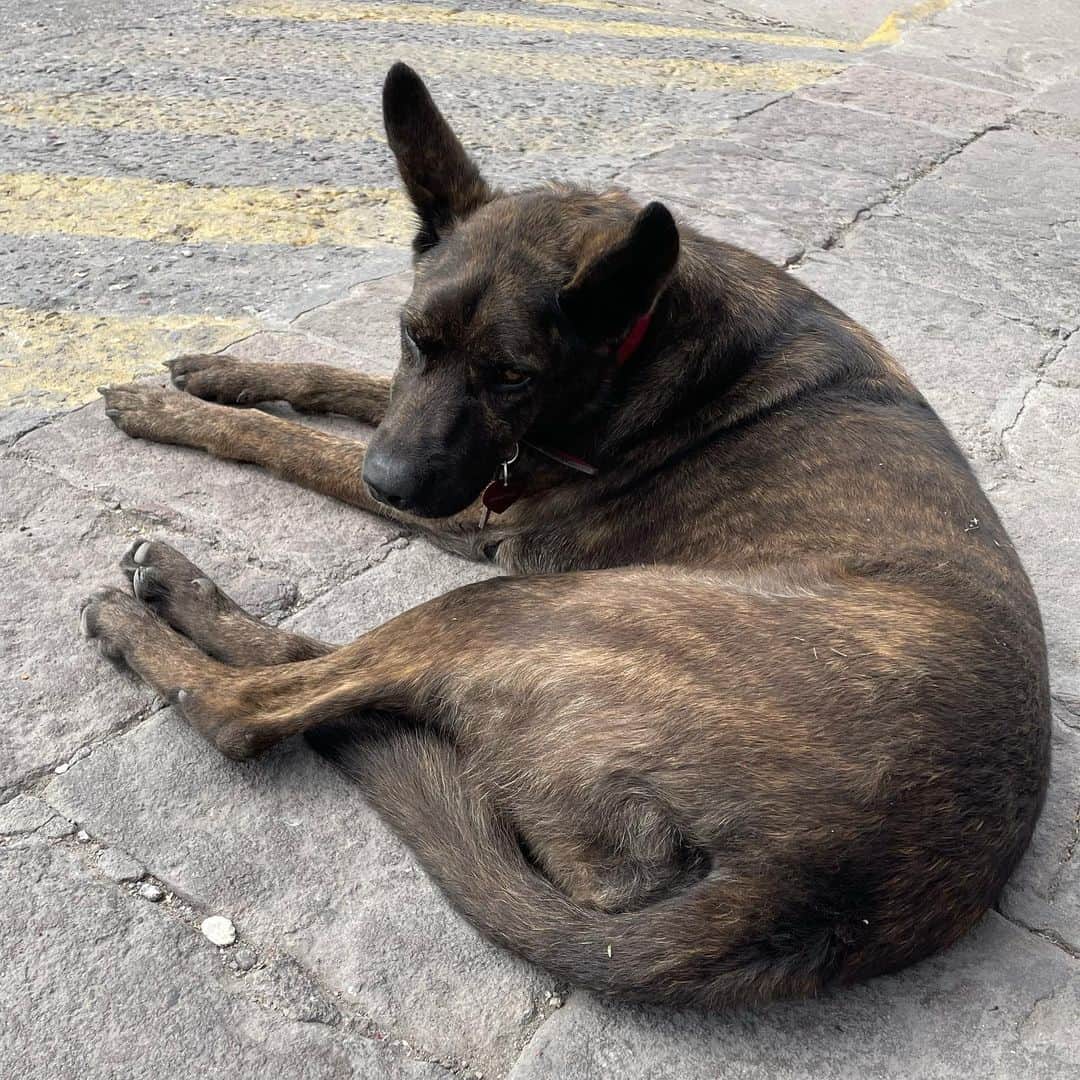 みこさんのインスタグラム写真 - (みこInstagram)「#旅先イヌウォッチャー このタグ覚えてる人いるかな…？😂  ZINE"TRAVEL FOR LIFE"にも登場した私の趣味。  今回は再びメキシコに来ています。🇲🇽  メキシコは大きい野良犬がたくさんで、自由に走り回ってて気持ちよさそう。🐕」10月27日 22時28分 - mico_sis