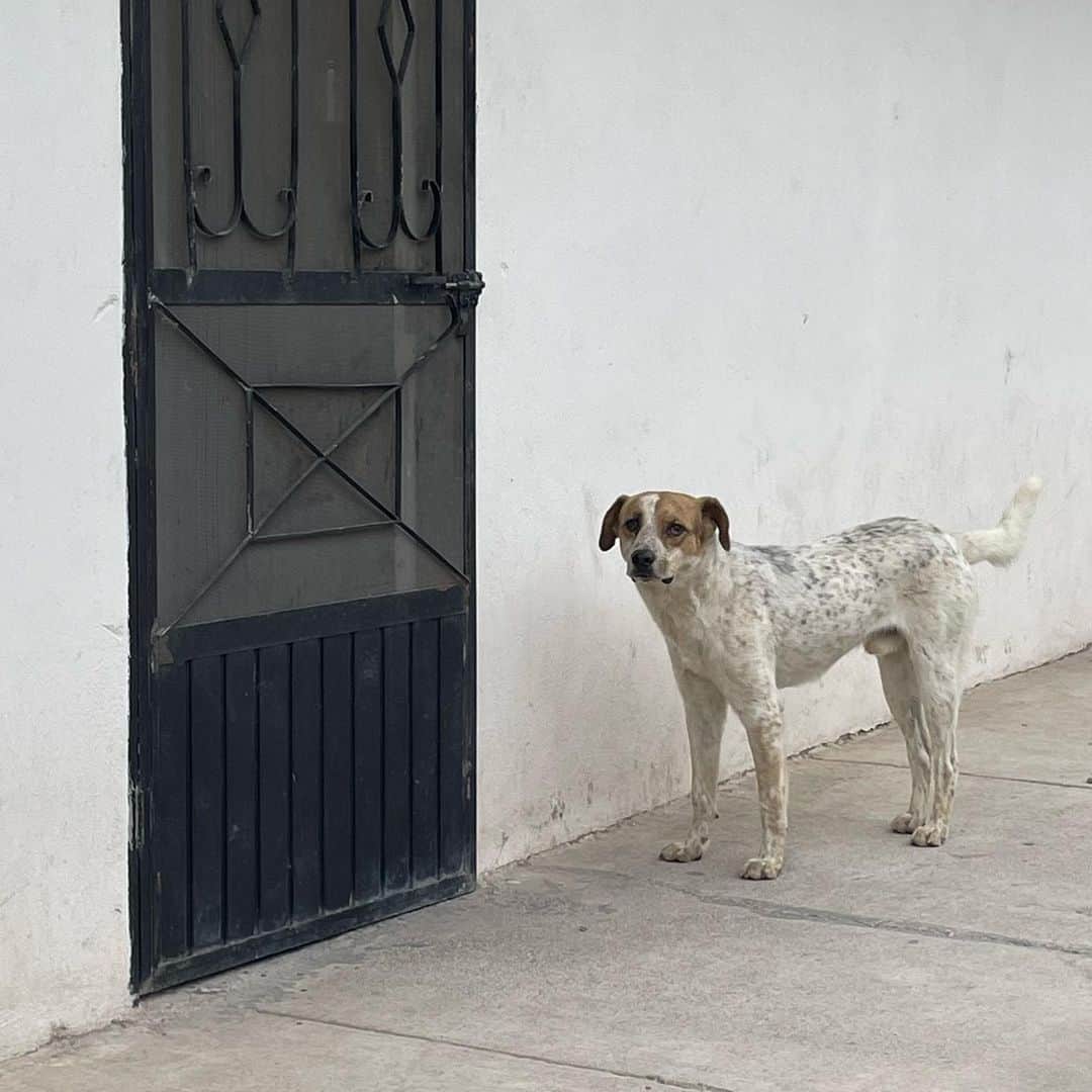 みこさんのインスタグラム写真 - (みこInstagram)「#旅先イヌウォッチャー このタグ覚えてる人いるかな…？😂  ZINE"TRAVEL FOR LIFE"にも登場した私の趣味。  今回は再びメキシコに来ています。🇲🇽  メキシコは大きい野良犬がたくさんで、自由に走り回ってて気持ちよさそう。🐕」10月27日 22時28分 - mico_sis