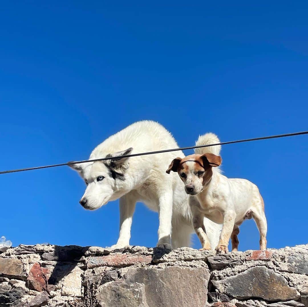 みこのインスタグラム：「#旅先イヌウォッチャー このタグ覚えてる人いるかな…？😂  ZINE"TRAVEL FOR LIFE"にも登場した私の趣味。  今回は再びメキシコに来ています。🇲🇽  メキシコは大きい野良犬がたくさんで、自由に走り回ってて気持ちよさそう。🐕」