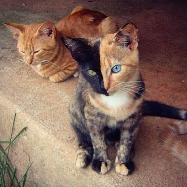 Venus Cat のインスタグラム：「#tbt — back to when I was a barn kitty at a dairy farm.」