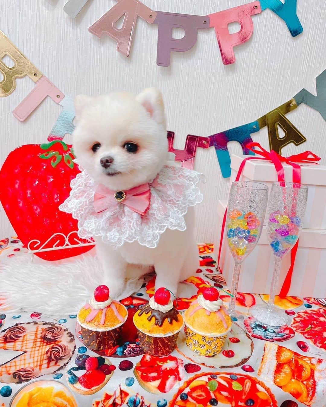 仙石みなみのインスタグラム：「. 🧁 トリミングで撮ってくれた、、誕生日なぎーー♡ 3枚目は遊ばれちゃった笑  #trimming #cut #dog #birthday #ポメラニアン」