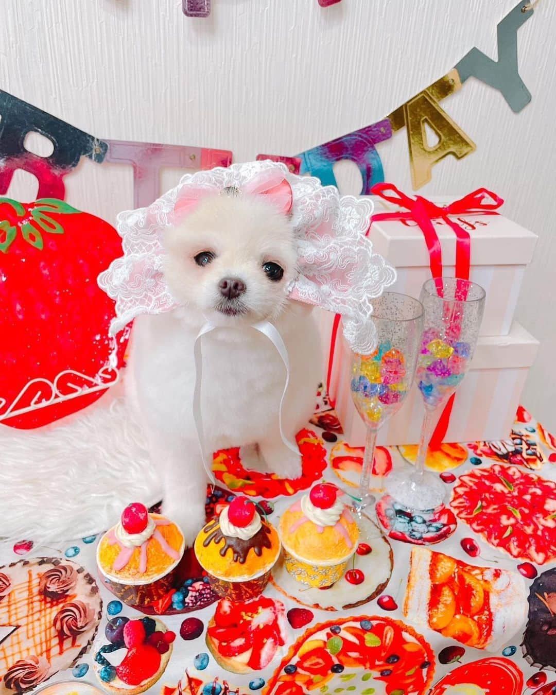 仙石みなみさんのインスタグラム写真 - (仙石みなみInstagram)「. 🧁 トリミングで撮ってくれた、、誕生日なぎーー♡ 3枚目は遊ばれちゃった笑  #trimming #cut #dog #birthday #ポメラニアン」10月28日 15時22分 - sengoku_minami