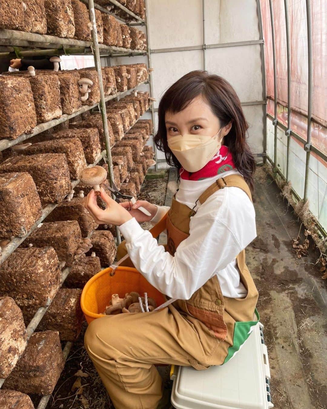 山口もえのインスタグラム：「・  シイタケの収穫をお手伝いしてきました！！ 四方八方から生えてくるので 取り忘れのないように真剣です👀✨ 真剣になればなるほど足が開いてた。。。笑 アンジャッシュの児嶋さんと♡ そりゃ〜もう楽し過ぎる一日でした🌱👏  10月30日(日)11:55〜12:30 📺TX「種から植えるTV」  #tv #野菜#しいたけ  #種から植えるtv  #大好きな番組 #児嶋一哉 さんと♡ #農家さんのありがたみを実感 #ごちそうさまでした」
