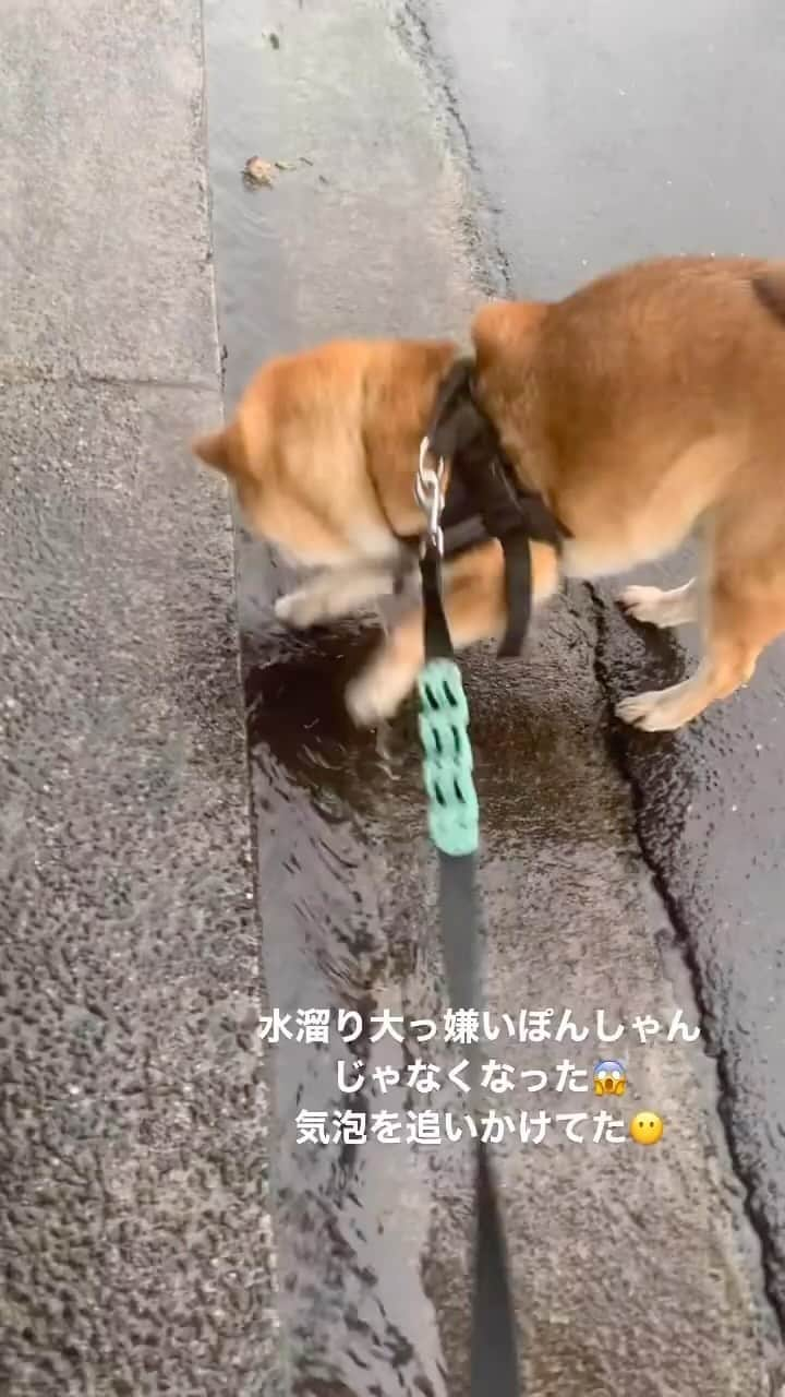 Shibainu Pontaのインスタグラム：「自動で作ってくれるの？可愛いんだけど！！」