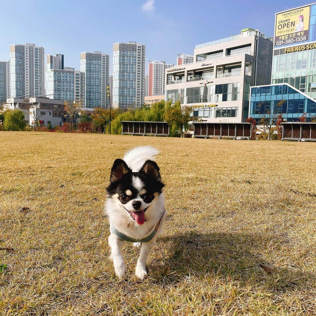 ミンジさんのインスタグラム写真 - (ミンジInstagram)「아프지말고 오래오래 옆에 있어줘🧡 . #귀한자식#우리집#벤츠#반려견」10月28日 14時59分 - luv_minji_