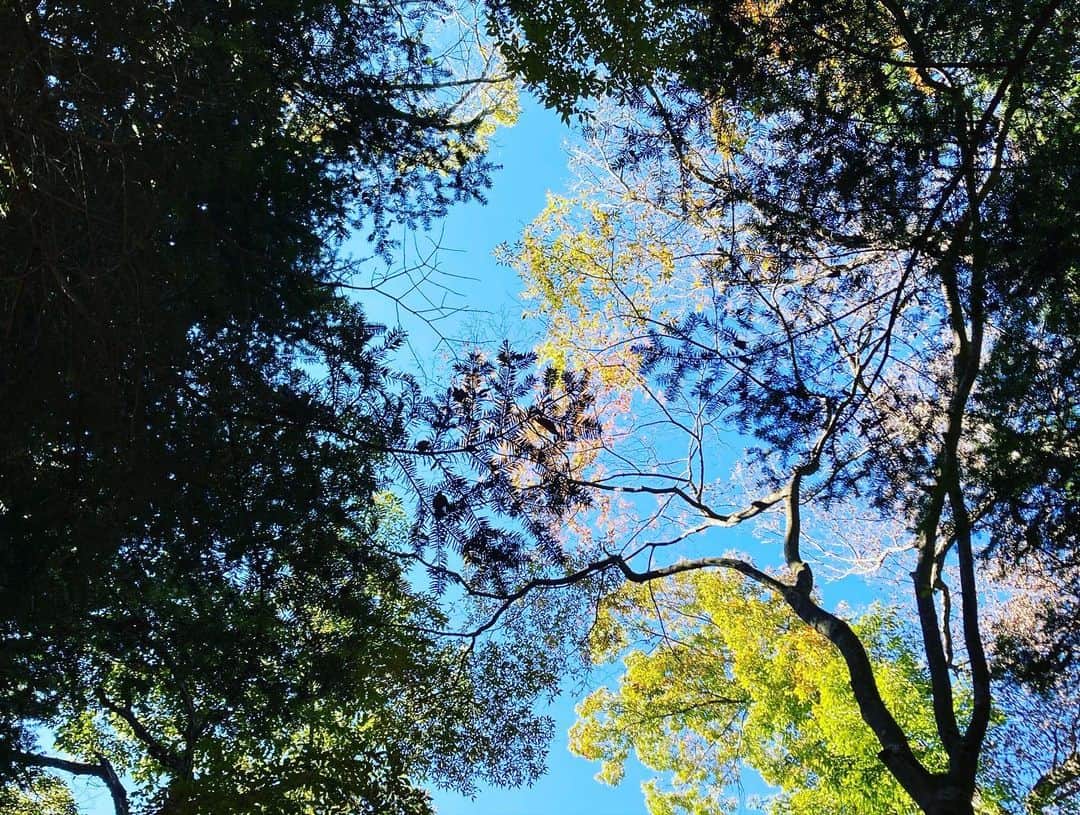 野沢春日さんのインスタグラム写真 - (野沢春日Instagram)「6号路をテクテク。🚶‍♂️  山の空気、美味しかった🏔  #高尾山登山」10月28日 14時59分 - nozawa_haruhi