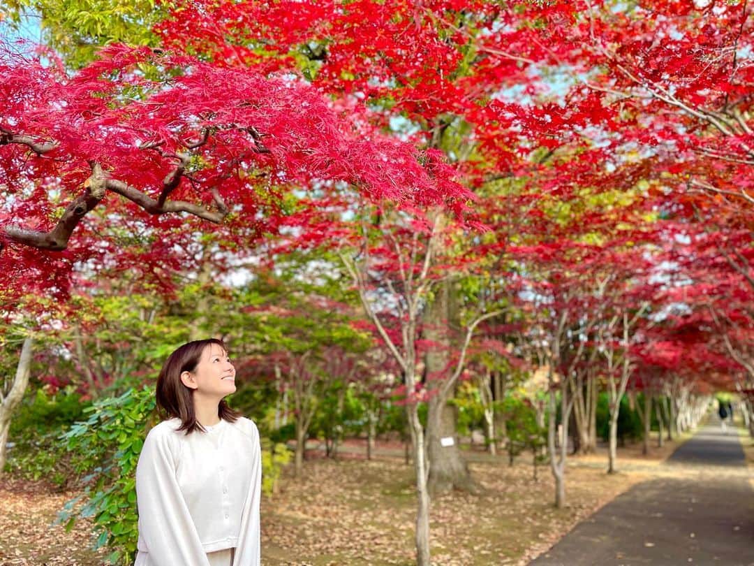 芳賀愛華のインスタグラム：「#平岡樹芸センター 今年も綺麗でした☺️  #札幌紅葉スポット#紅葉#🍁」