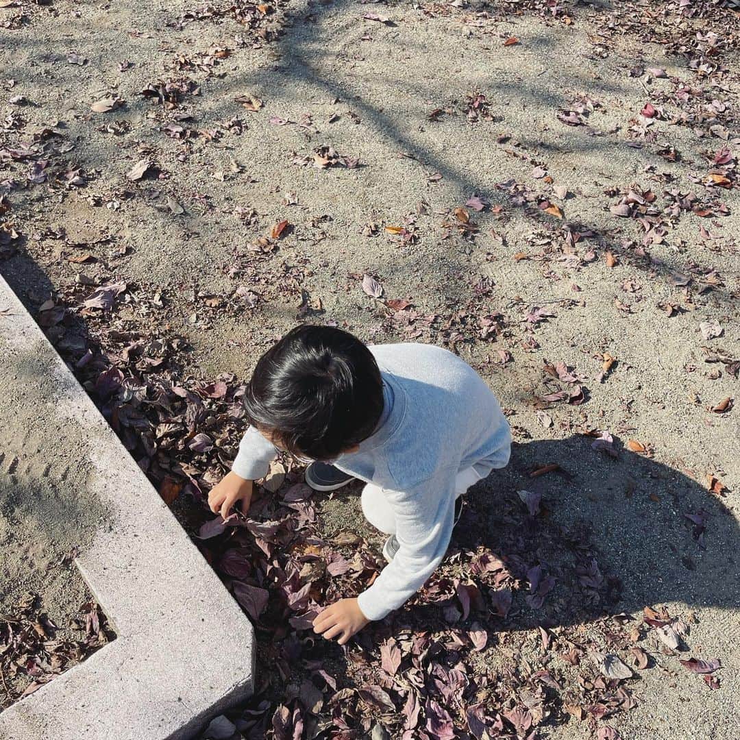 本田朋子さんのインスタグラム写真 - (本田朋子Instagram)「雲一つない青空に、紅く染まった葉が映えていました。 秋ですね🍁 落ち葉と戯れる息子。 帰るときに『葉っぱさん、寂しい🥺』と。 ピュアな子供の心にキュンとしました♡  #群馬  #太田  #もうすぐ4歳 #男の子ママ  #チワワ #7歳 #犬のいる暮らし」10月28日 19時09分 - tomoko_honda_official_phonics