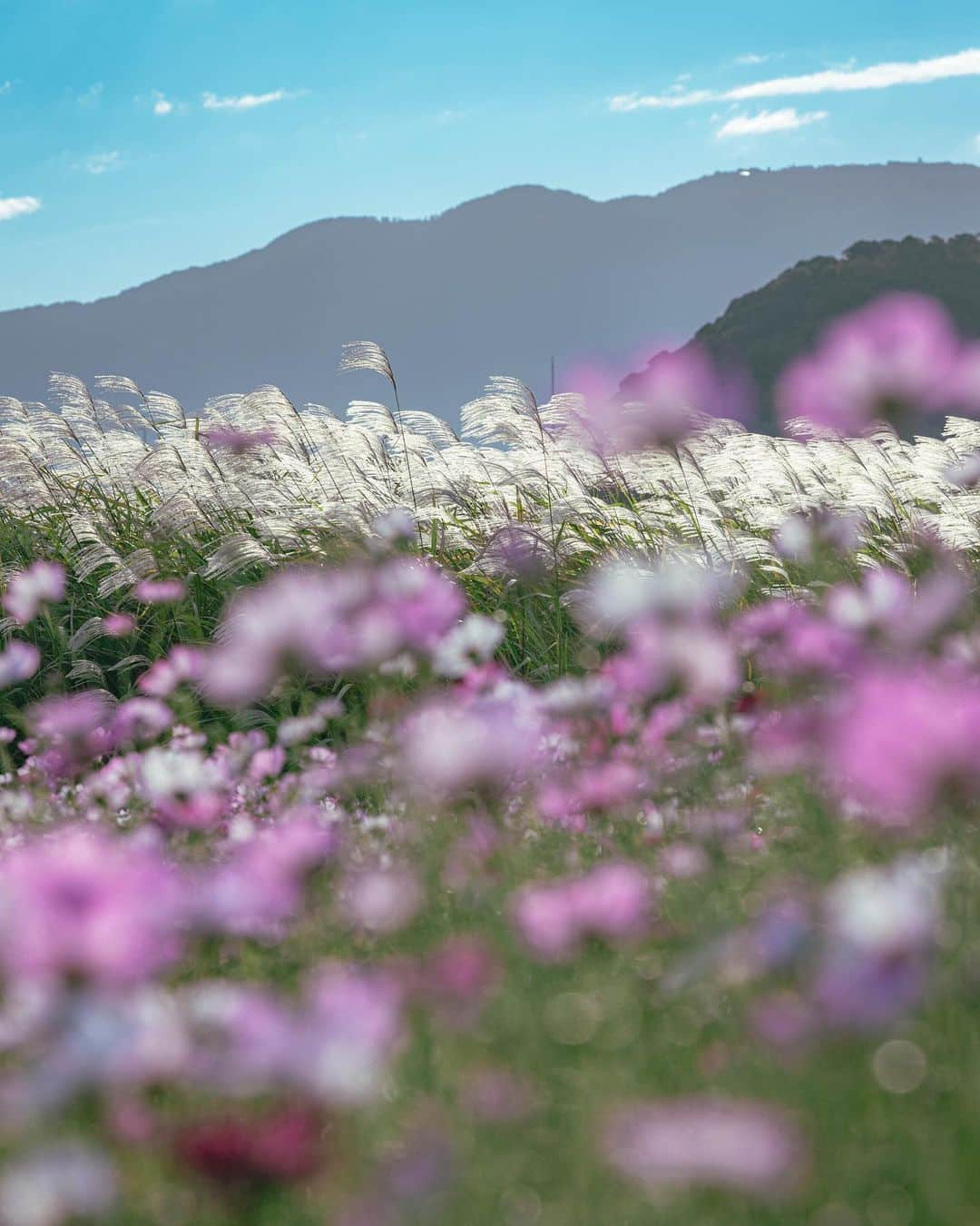 田津原理音さんのインスタグラム写真 - (田津原理音Instagram)「コスモススキで最後です！！  location:nara date:2022.10.19 #今食べてるものより下回ってるもので例えてくるやつ#写真と一言 #広がり同盟  #写真を止めるな #はなまっぷ #私の花の写真 #japan_city_blues #myjapan #jalan_travel #ptk_japan #retrip_nippon #raw_community #jp_gallery #sorakataphoto #s_shot #japan_bestpic_ #japan_great_view #best_photo_japan #art_of_japan_ #nipponpic #tokyocameraclub #love_bestjapan #photogram_archive #japaoonline #nipponpic #total_japan #japan_daytime_view  #as_archive #eosr #ef70200f4lisusm」10月28日 20時36分 - rion_tadzuhara