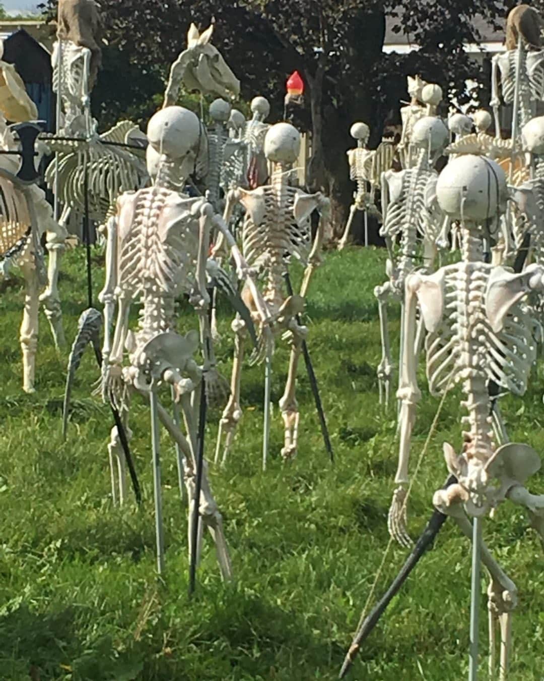 メアリー・マクドネルのインスタグラム：「Halloweens they just keep on comin !」