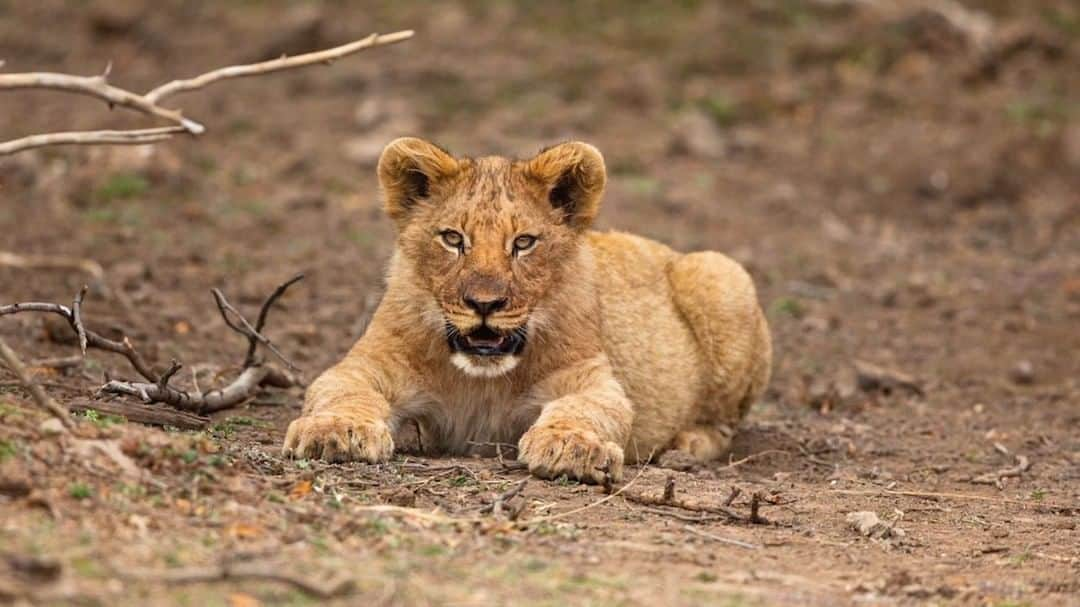 Kevin Richardson LionWhisperer のインスタグラム