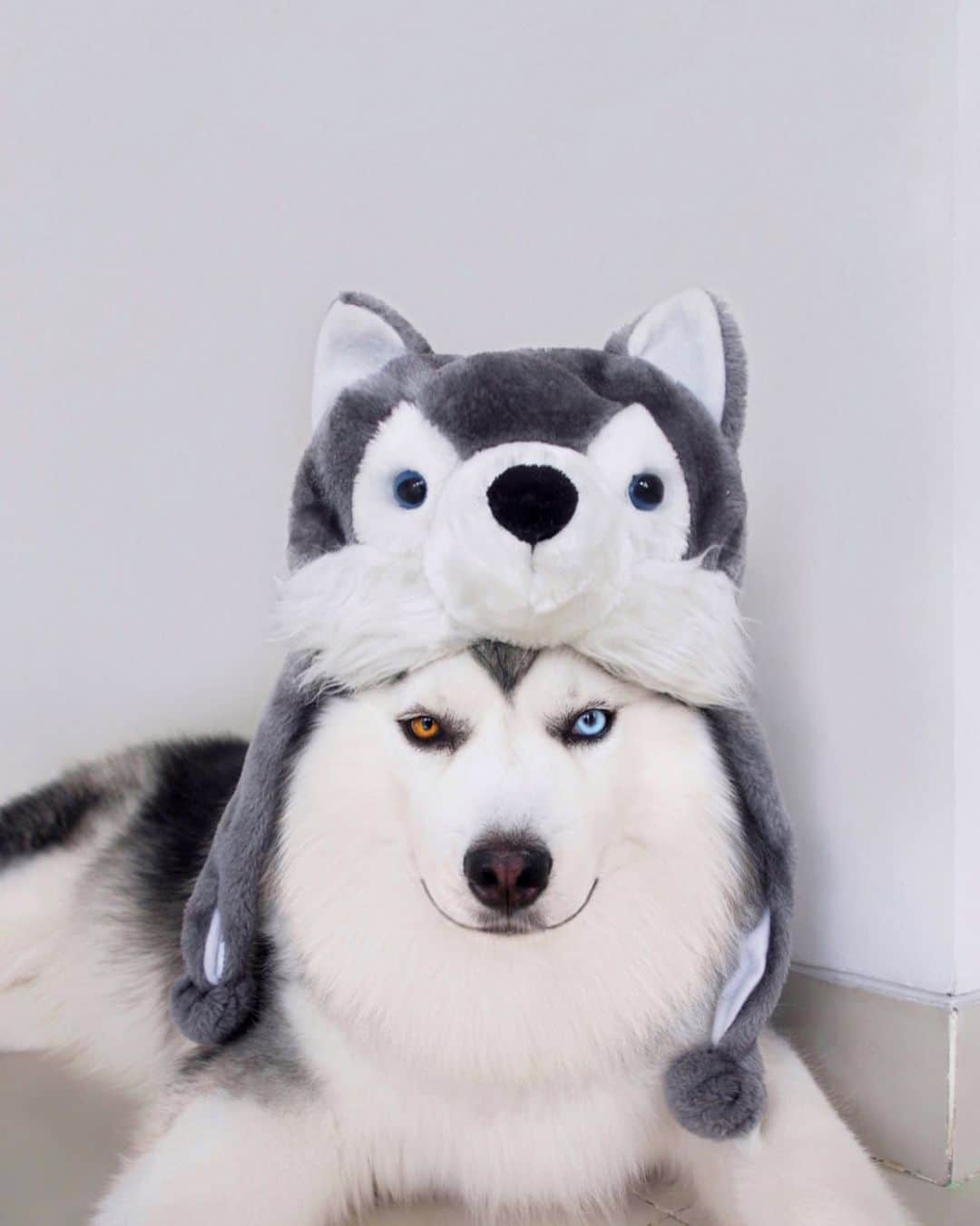 MARUさんのインスタグラム写真 - (MARUInstagram)「My first thought in the morning is always you ❤️ • • • #halloween #halloweencostume #halloweendog #dogcostume #doghalloween #husky #siberianhusky #weeklyfluff #maruhusky #barked #anjinglucu #anabul #weeklyfluff #fluffydog #huskywolf」10月29日 10時01分 - maruhusky