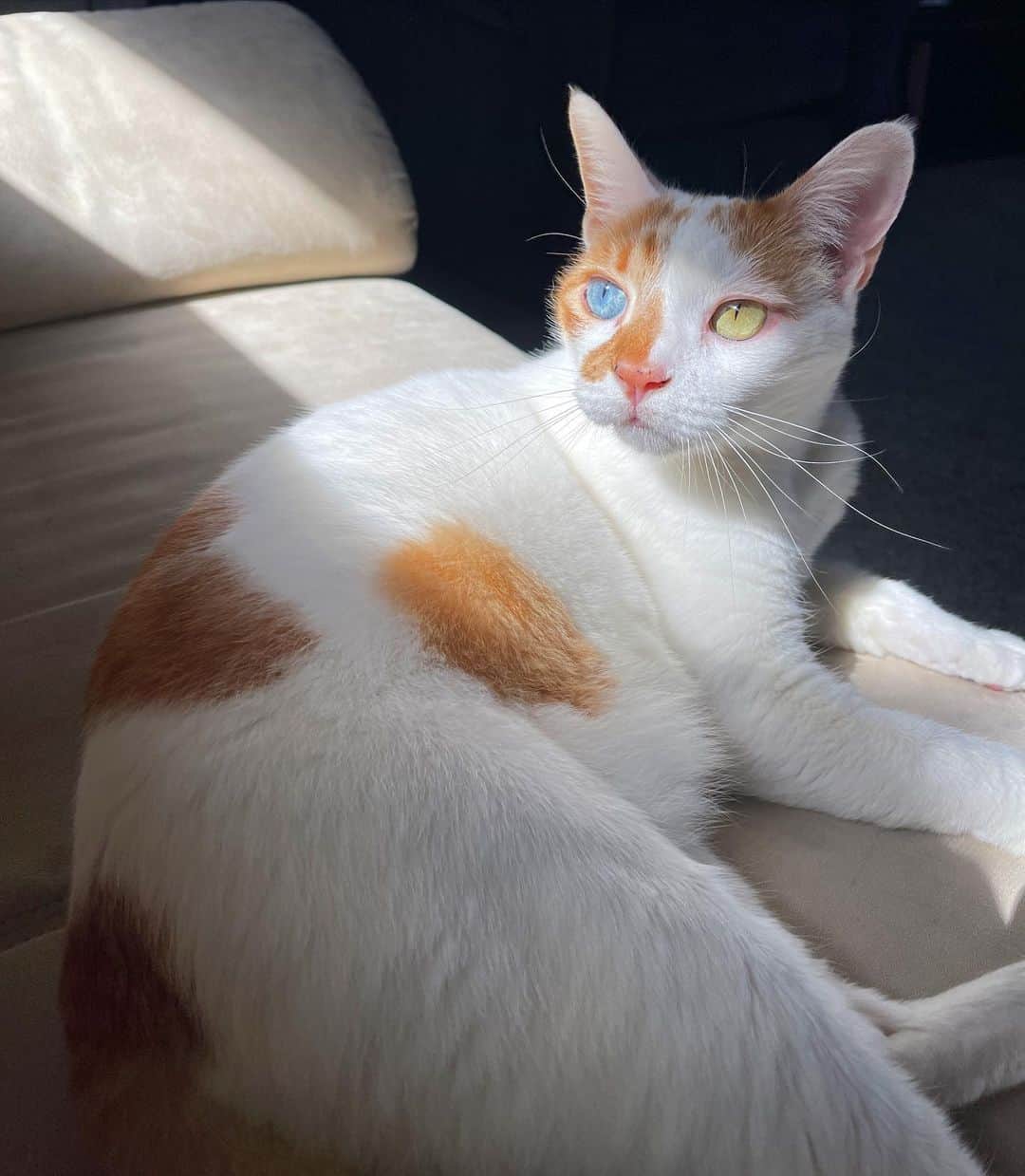 Richard Kittyのインスタグラム：「Enjoying the sun on this fine Friday ☀️」