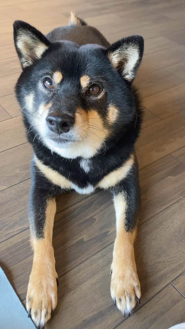 中山三奈のインスタグラム：「もうすぐ5歳になる福ちゃん🐶 I love youが言えるようになりました😍❤️  #愛犬 #福 #黒柴 #柴犬 #柴 #福ちゃんです #癒し犬 #幸福犬 #メス犬 #アイラブユー  #Fuku #doggy #kuroshiba #shibaunu #shiba #doglover #shibastagram #instalike #shibatasan #iloveyou #dogsaysiloveyou」