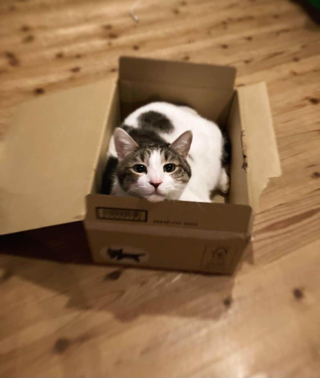 野村真季のインスタグラム：「今日はここ。 . . とても美味しいクッキーのお届け物があり、早速開けるとハロウィーン仕様の焼き菓子詰め合わせ（写真3枚目）。  子どももさることながら、お菓子好きの私としては小躍りしていたら、 気配を察したプラトンが様子を見にきました。（2枚目）  そしてプラトンはお菓子が入っていた段ボールに収まり、 なんだか満足そうな瞳。  ハッピーハロウィーン🎃 人間にも猫にも！  #プラトン」