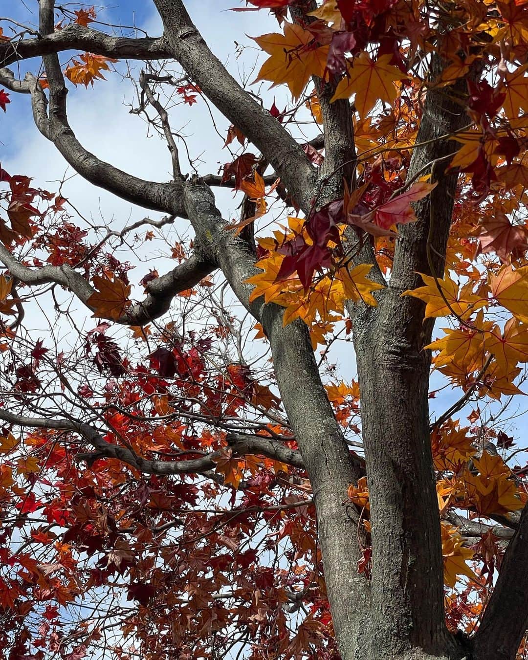 白間美瑠さんのインスタグラム写真 - (白間美瑠Instagram)「北海道きたえーる到着🐑 リハーサルも終わって空き時間なので、写真撮った🍁天気良くて空きれい！紅葉がきれい🍁」10月29日 12時06分 - shiro36run