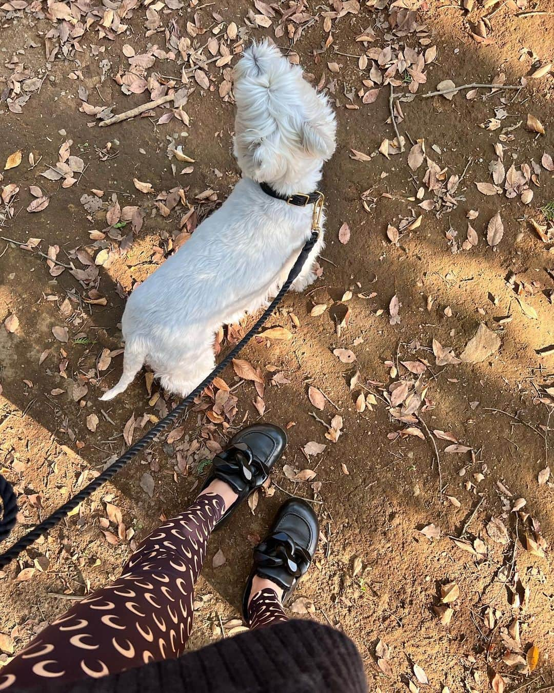 滝沢眞規子さんのインスタグラム写真 - (滝沢眞規子Instagram)「🍂公園日和🍂 たぶん花粉症w shoes @jw_anderson  bag @delvaux #お散歩」10月29日 15時22分 - makikotakizawa