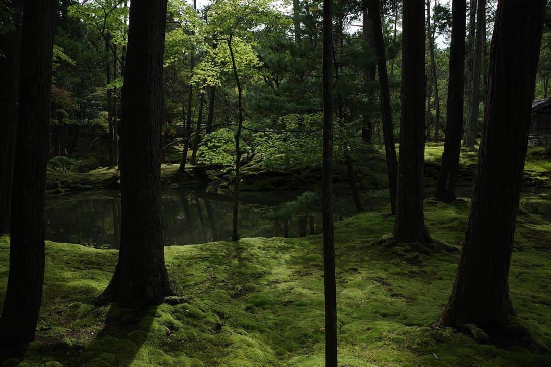 のインスタグラム：「. 西芳寺 @saihoji_daily  通称、苔寺へ。  清々しく、神秘的。 1200年繋がれてきた歴史と自然の美しさ。 なんとも奥深い空間でした。  #京都 #西芳寺 #苔寺  #ricohgr3」