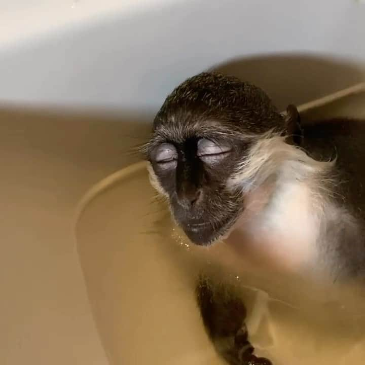 animals.coのインスタグラム：「Spa day 🐒🚿 Video by @riki_legion」