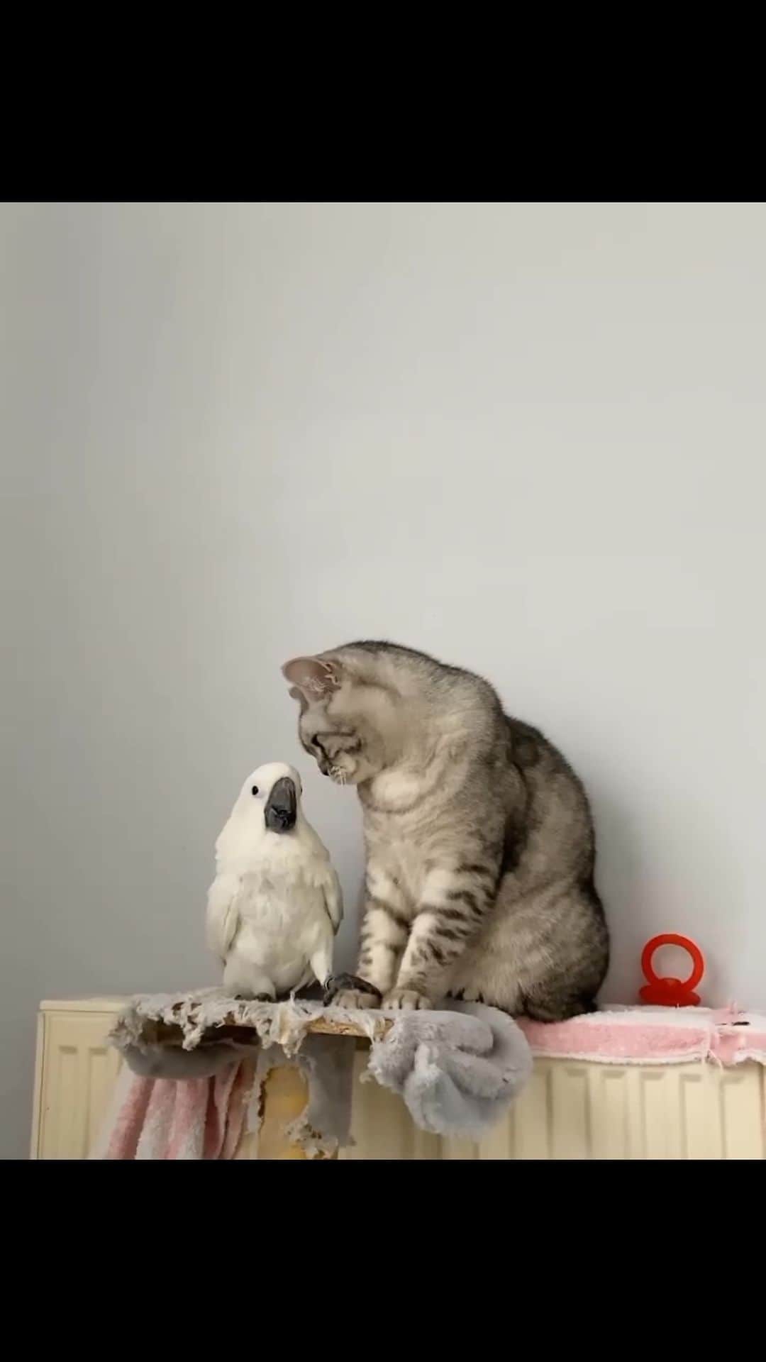 Daily The Best And Funniest Videosのインスタグラム：「Simba are you going to play with me? 🐦🐱 By @zazooandsimba」