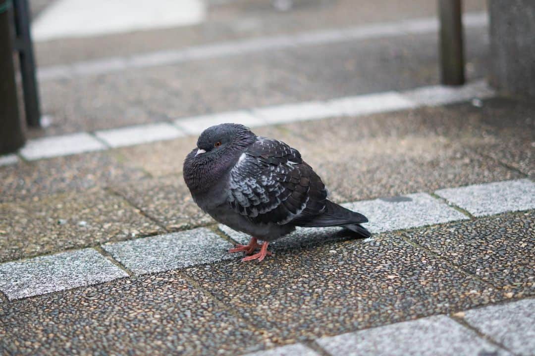 のインスタグラム：「日々ライブ、とても楽しいです。日付変わって今日はは大阪。鳥」
