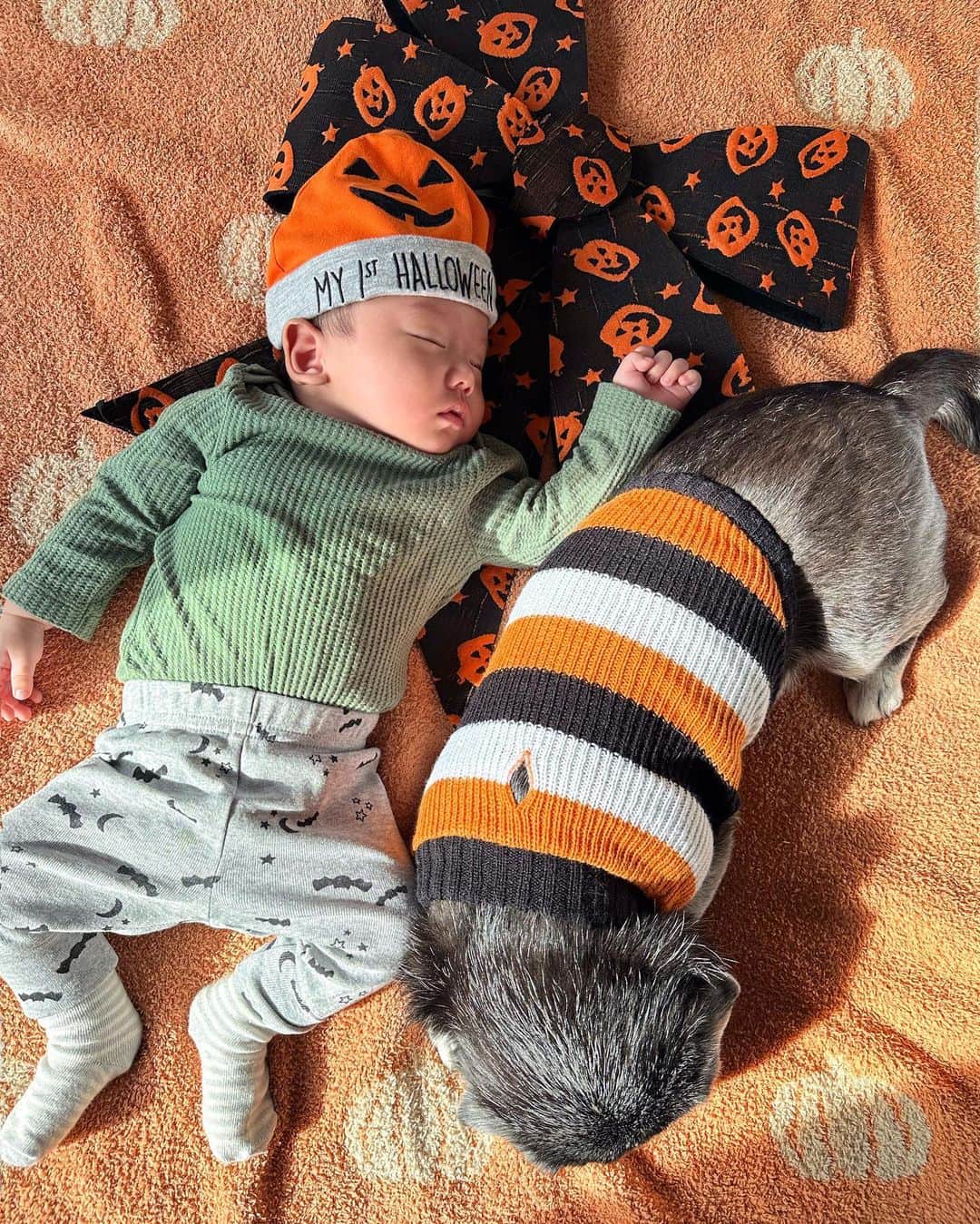 里海のインスタグラム：「My 1st Halloween 👻  #happayhalloween 🎃🎃🎃 せっかく買ったコスチュームも 入りませんでした😂 今は6ヵ月のサイズの服を着てます😅 #my1sthalloween #babyhalloween #doghalloween #生後1ヵ月と９日　#生後1ヵ月　#1monthbaby #1month」