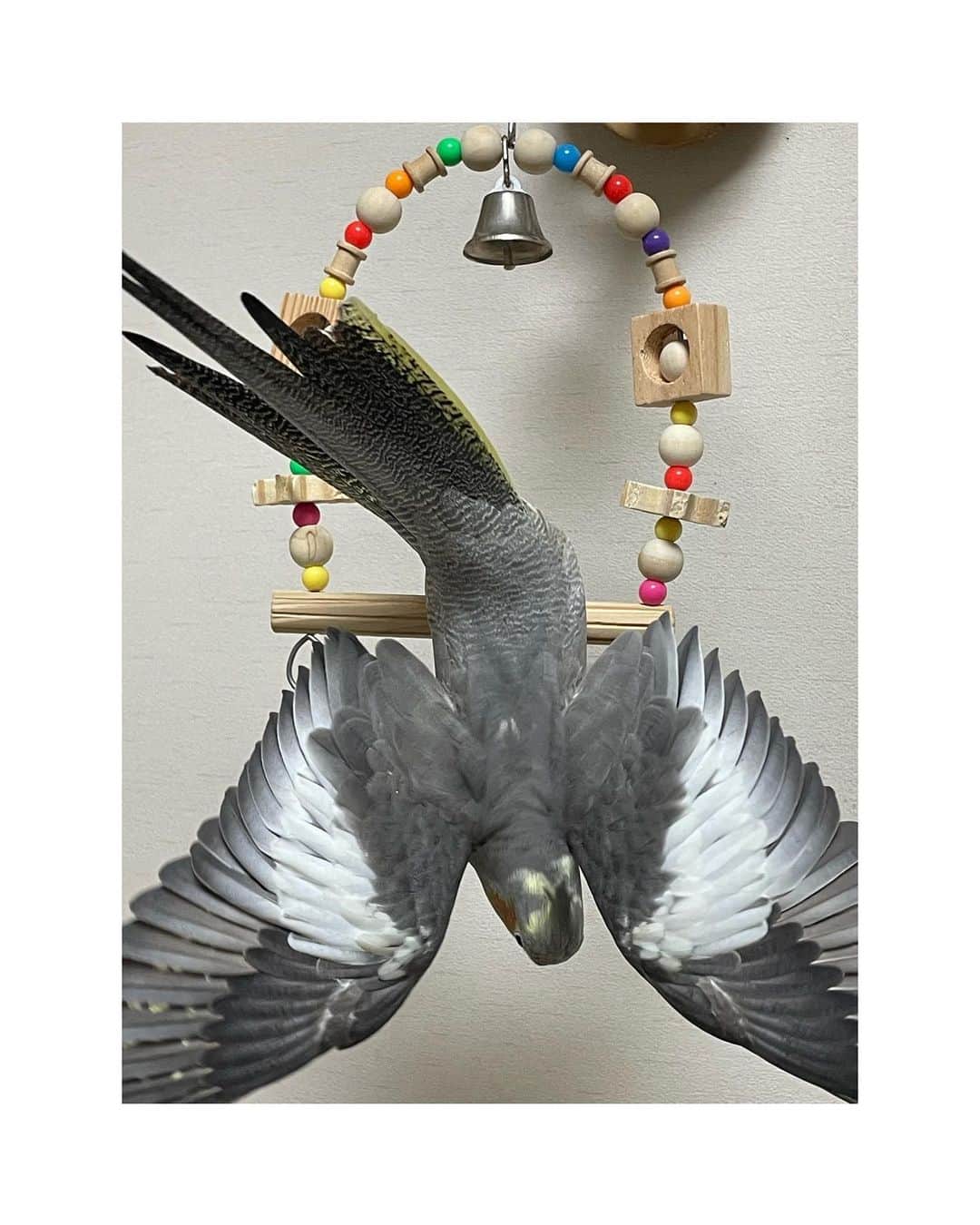 大谷芽衣さんのインスタグラム写真 - (大谷芽衣Instagram)「・ ・ ・ HBD!! げんちゃん１歳おめでとう♡ ・ ・ #オカメインコ #hbd #鳥好き」10月30日 15時33分 - otani_mei