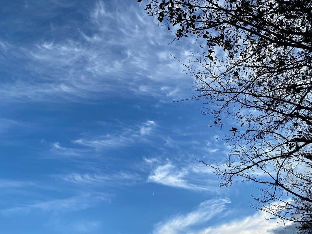 檜山沙耶さんのインスタグラム写真 - (檜山沙耶Instagram)「小春日和。 巻雲広がる気持ちの良い空でした。 公園の木々は落葉が進んでいました🍂」10月31日 0時09分 - sayahiyama