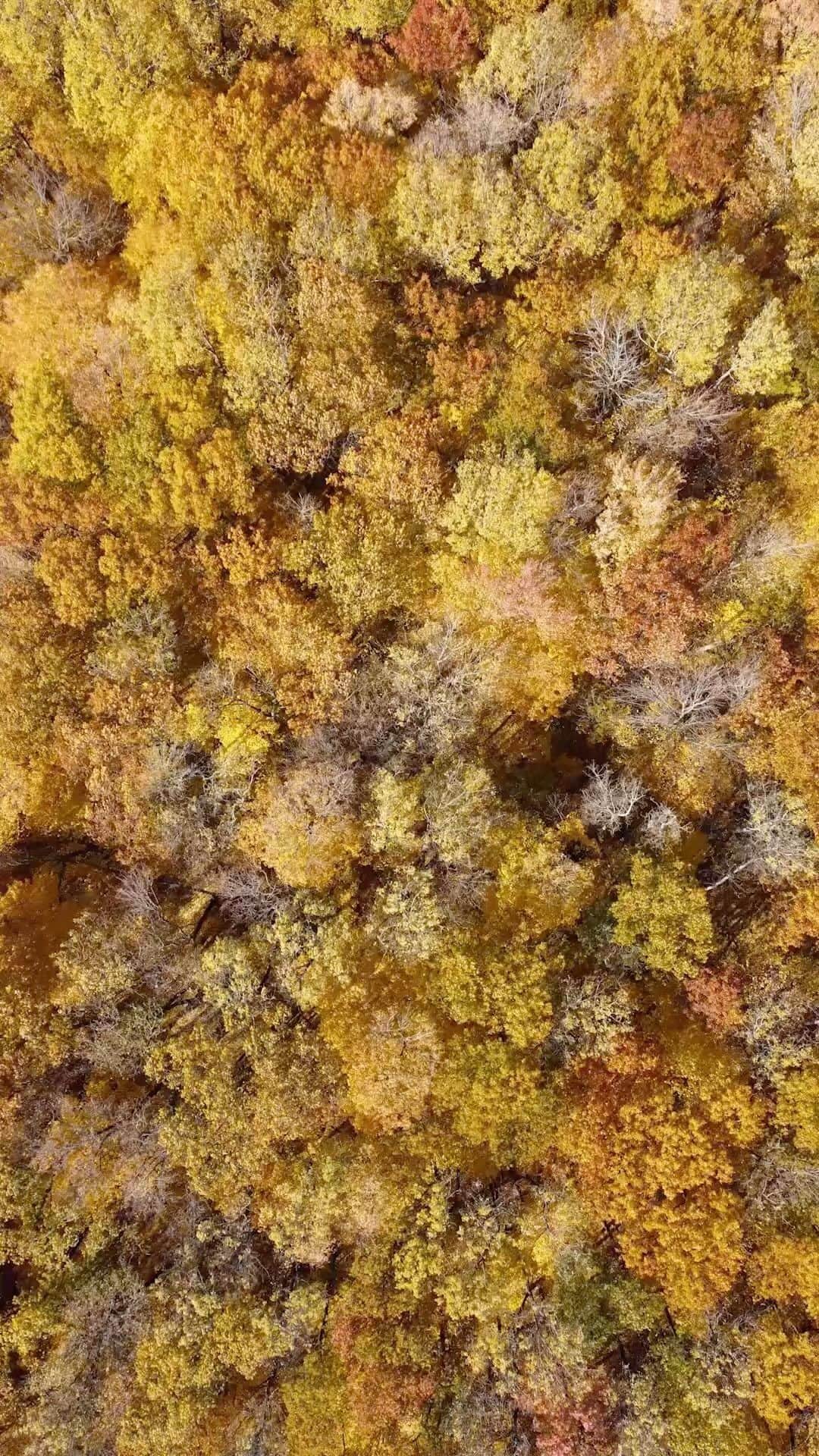 Adam Senatoriのインスタグラム：「#wisconsin #aerialview」