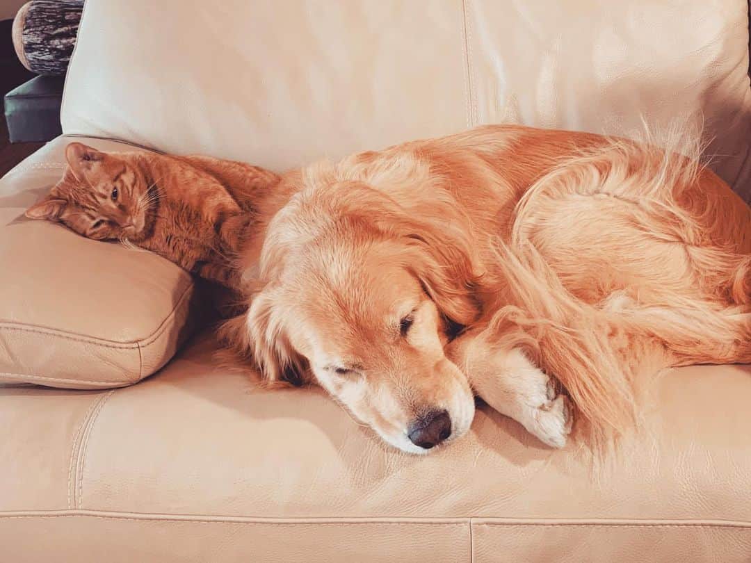 篠原信一のインスタグラム：「ご飯も食べたから寝る🐱🐶💤😪 #仲良し #💤   #ゴールデンレトリバー  #goldenretriever #茶トラ猫 #ねこ #cat  #保護猫」