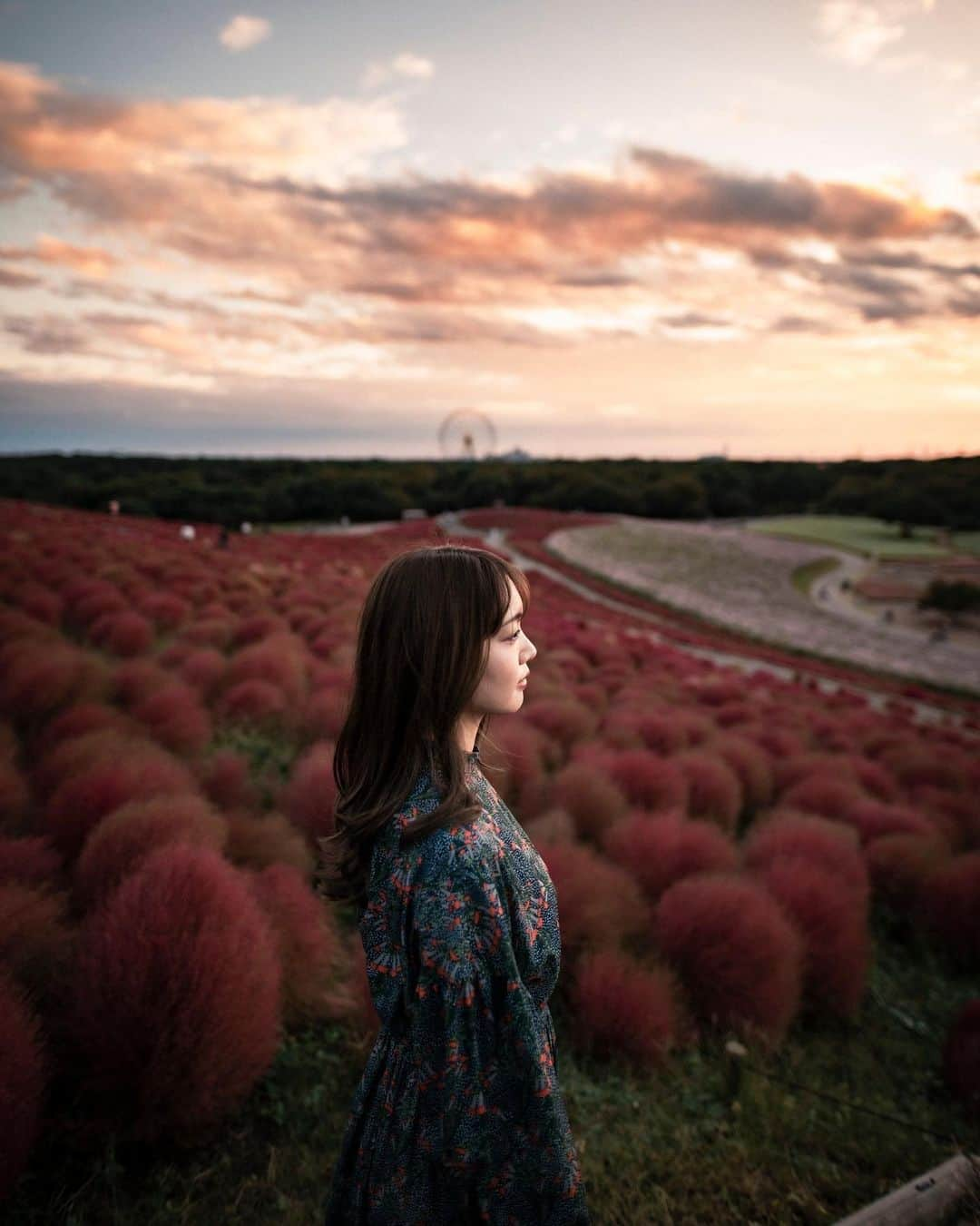 ののさんのインスタグラム写真 - (ののInstagram)「. ひたち海浜公園のコキア ネモフィラの時期以外も見に行けて良かった✨ 　 Photographer @hakuchuu1882   #ひたち海浜公園#ひたち海浜公園コキア#コキア#ひたちなか海浜公園#茨城#茨城観光#茨城旅行#日本の絶景#紅葉#紅葉スポット#東京カメラ部#絶景#夕日#ファインダー越しの私の世界#トラベルグラム#トラベルグラマー#タビジョ#japan#autumn#fall#tokyocameraclub#sunset」10月30日 20時57分 - nonoko0309