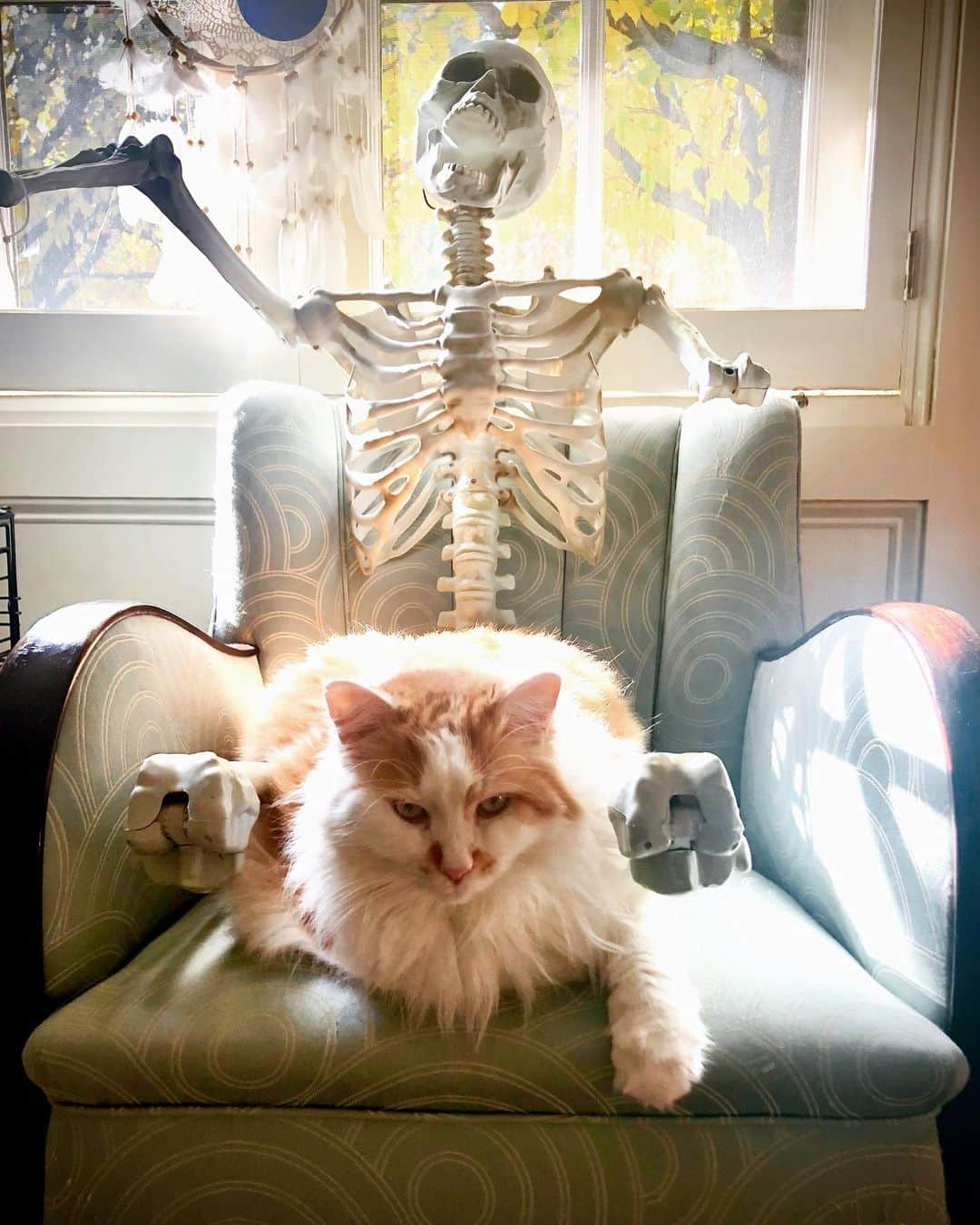 エイドリアン・ブロディのインスタグラム：「Happy Halloween 🎃 🐈 💀 🖤」