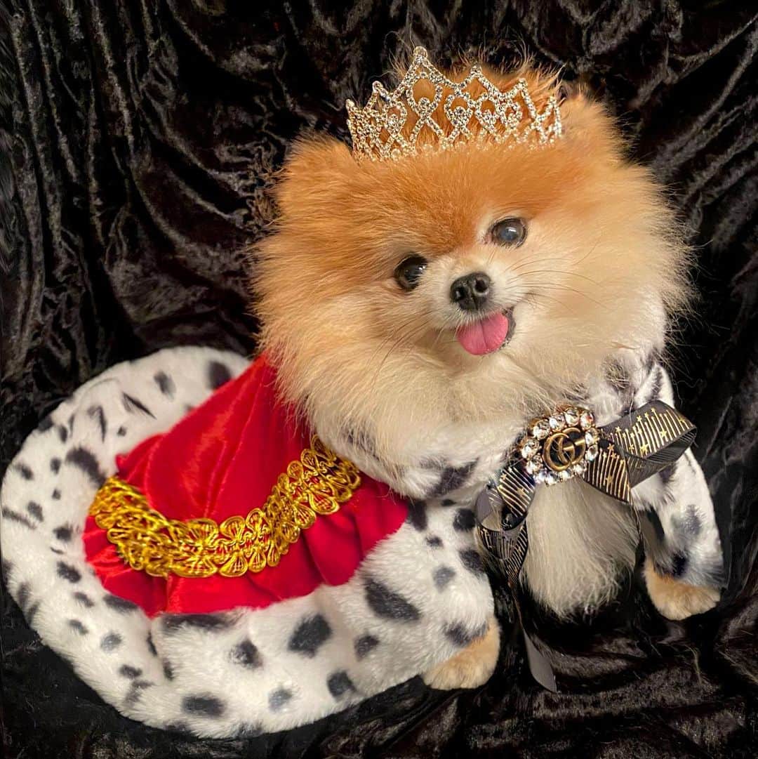 Monique&Gingerのインスタグラム：「Her royal majesty the queen👑❤️wishing everyone a Happy Halloween!👻🖤」