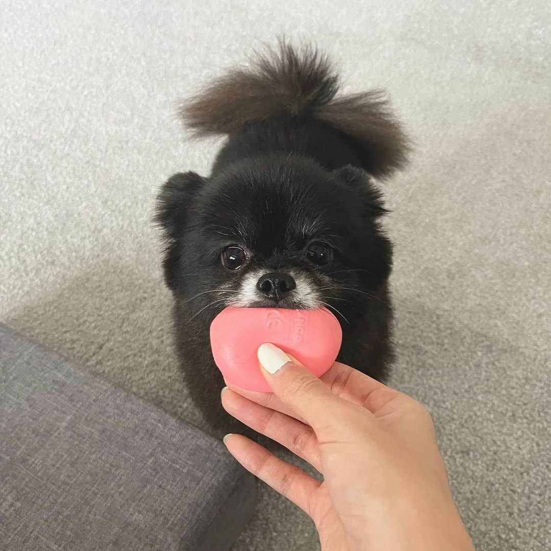 山本美月さんのインスタグラム写真 - (山本美月Instagram)「こつめちゃん、最近またおもちゃで遊びはじめた…  昔から、卵の形の顔がついてる、音が鳴る人形がお気に入りです。   #kotsume」10月31日 19時21分 - mizuki_yamamoto_official