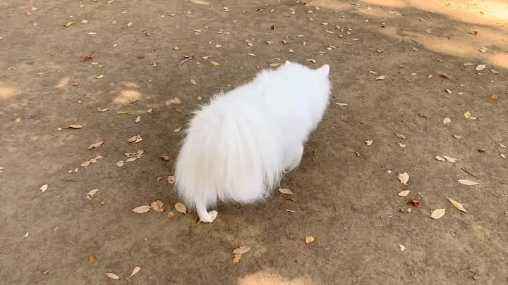 井上貴美のインスタグラム：「秋晴れ🍂 落ち葉やら、くっつき虫やらと沢山お友達になりました🤣  #しろくまのくま」