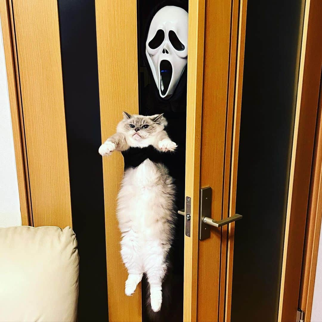 しるこのインスタグラム：「2022.10.31 #1031ちるちる  Happy Halloween💀  スクリームさんと抱っこべろーん❤︎ ダブル抱っこべろーんは重過ぎた😇 #スクリームさんとあたし  #抱っこべろーん   ちるこ4.4㌔ うい坊2.8㌔ 米袋10㌔より軽いのに不思議だw  #ハロウィン #happyhalloween」