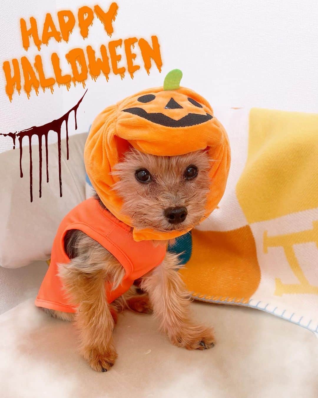 ririのインスタグラム：「🕸🕷🕸🕷🕸🕷🕸 Happy halloween  🍬🍪🍬🍪🍬🍪🍬  カメラ目線ばっちり👌🧡🧡🧡 🎃カボチャ帽子🎃似合ってるよ🐶  こんな姿みたらみんな お菓子🍪あげちゃうね😹  かわいく撮れましたぁ👏😚🧡 🍬🍬🍬🍬🍬🍬  #trickortreat  #halloween  #ハロウィン」