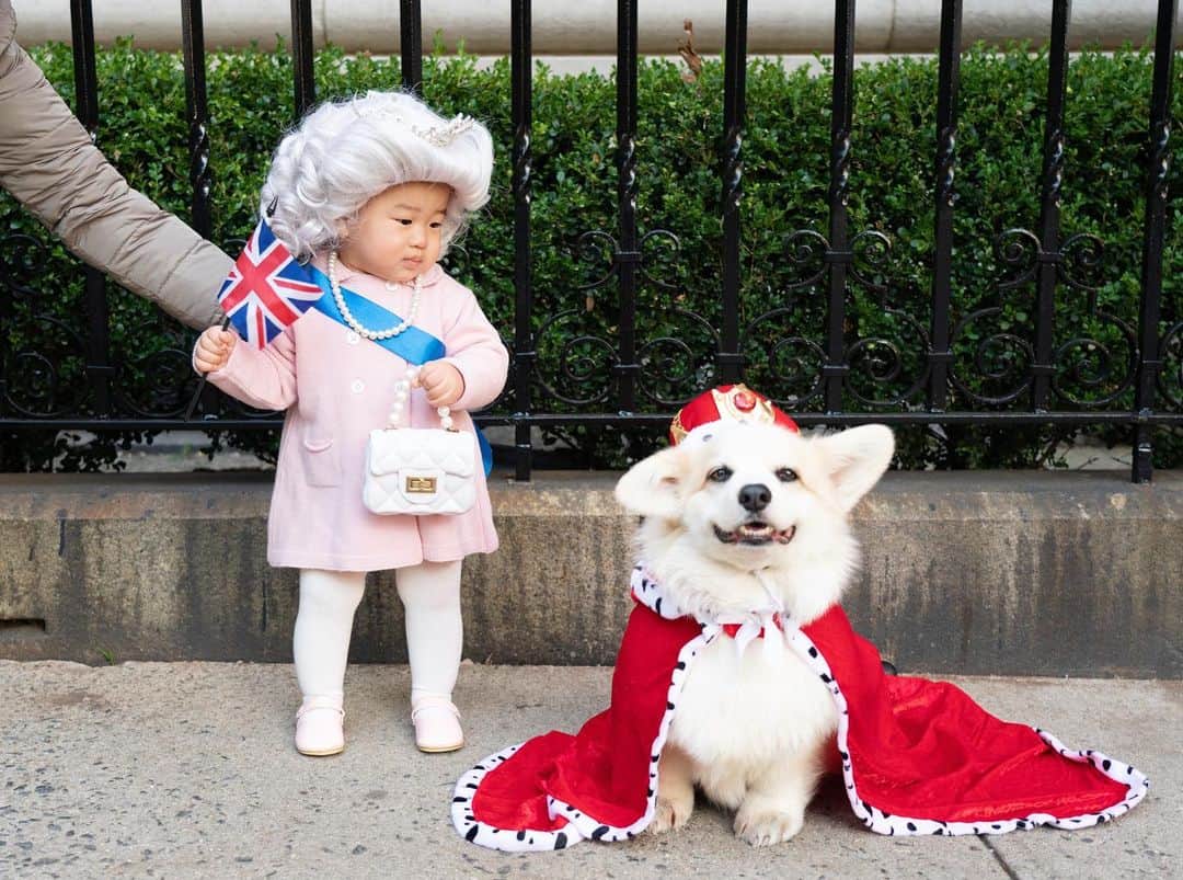 Winston the White Corgiのインスタグラム：「The Joker and the Queen 🤣 Wishing everyone a safe and happy #Halloween! #HalloWEENston」